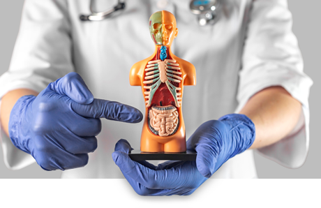 Eine medizinische Fachkraft h&auml;lt ein anatomisches Modell des menschlichen K&ouml;rpers in den H&auml;nden.